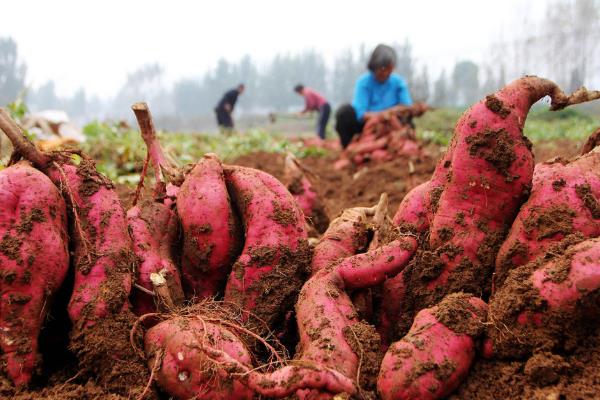红薯引种的注意事项,要考虑红薯的适应性
