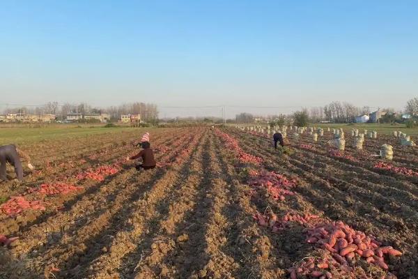 红薯引种的注意事项,要考虑红薯的适应性