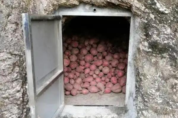 红薯引种的注意事项,要考虑红薯的适应性