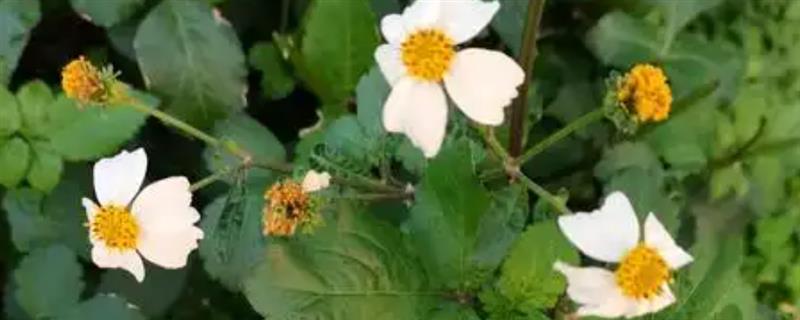 怎么种三叶鬼针草，生长期间需要及时进行修剪