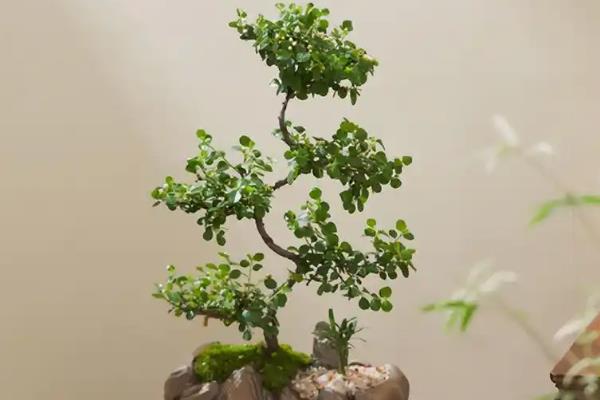 珍珠梅盆景能不能在卧室中养殖，养在卧室中可以净化空气、美化室内环境