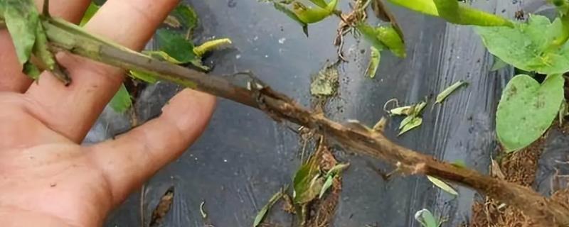 辣椒烂杆的原因，可能是感染了细菌性软腐病、疫病等