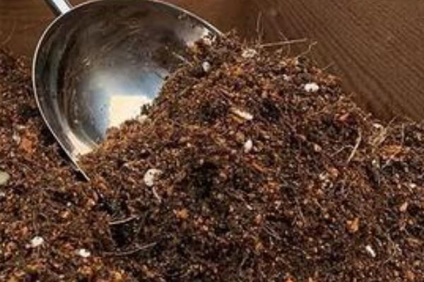 栽培竹芋的方法，生长期间每隔15天左右追施一次肥料