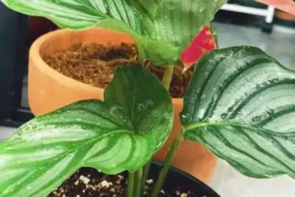 栽培竹芋的方法，生长期间每隔15天左右追施一次肥料