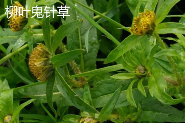 怎么种三叶鬼针草，生长期间需要及时进行修剪