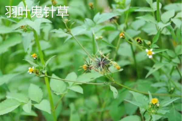 怎么种三叶鬼针草，生长期间需要及时进行修剪