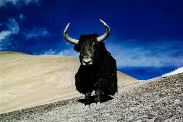 判断牦牛年龄的方法，有几个角轮便代表有多少岁