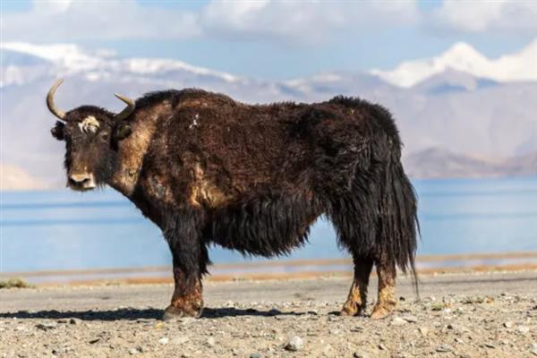 判断牦牛年龄的方法，有几个角轮便代表有多少岁