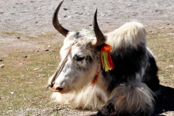 判断牦牛年龄的方法，有几个角轮便代表有多少岁