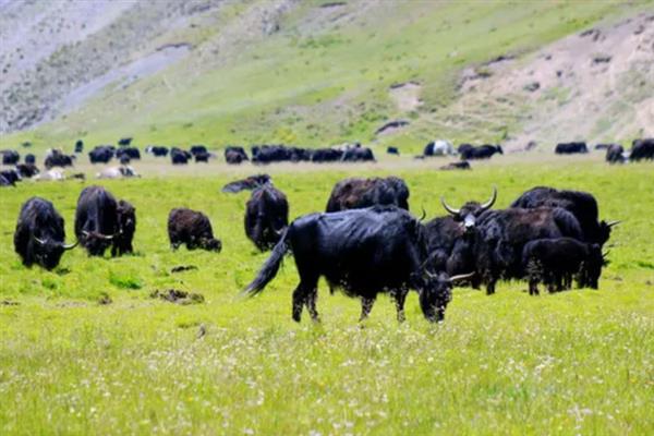 判断牦牛年龄的方法，有几个角轮便代表有多少岁