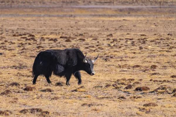 判断牦牛年龄的方法，有几个角轮便代表有多少岁