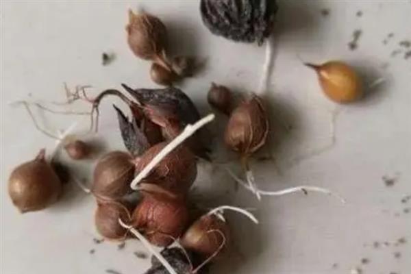 倒挂金钟怎么播种，播撒在基土中并覆盖细土
