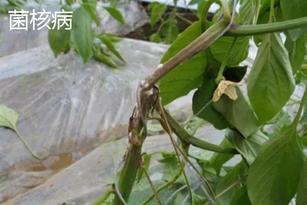 辣椒烂杆的原因，可能是感染了细菌性软腐病、疫病等