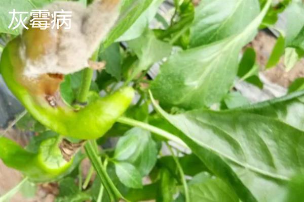 辣椒烂杆的原因，可能是感染了细菌性软腐病、疫病等