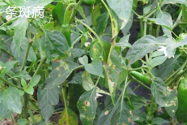 辣椒烂杆的原因，可能是感染了细菌性软腐病、疫病等