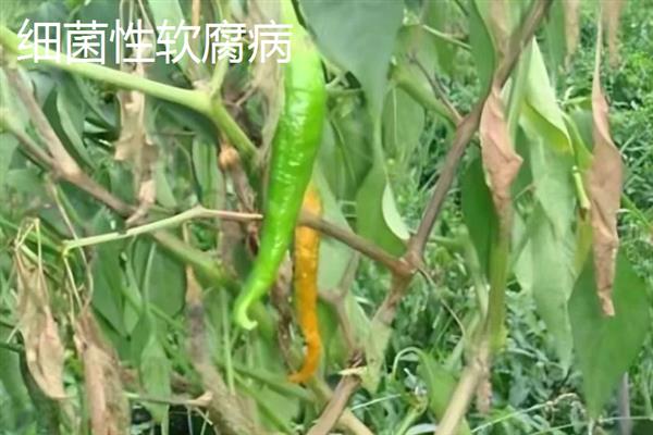 辣椒烂杆的原因，可能是感染了细菌性软腐病、疫病等