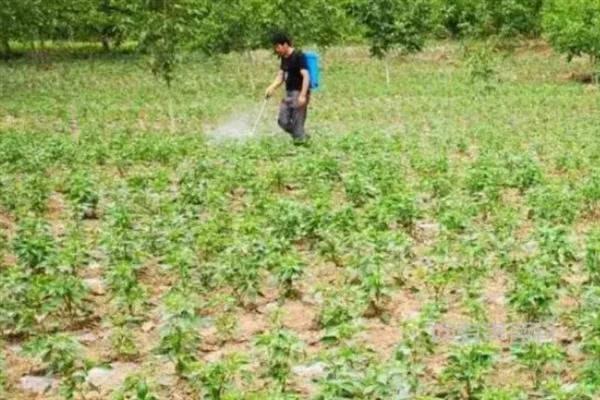 辣椒烂杆的原因，可能是感染了细菌性软腐病、疫病等