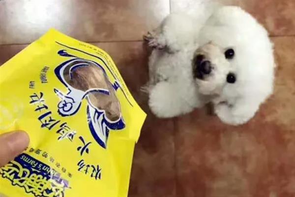新手训练狗狗的方法，根据发出的指令采取不同的训练方式