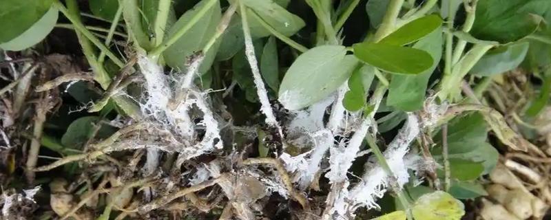 花生白绢病的发病诱因，可能是高温高湿、土壤不适所致