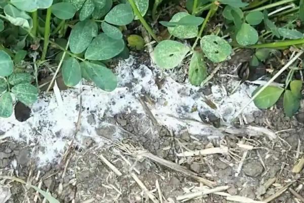 花生白绢病的发病诱因，可能是高温高湿、土壤不适所致