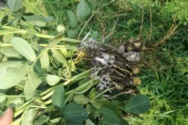花生白绢病的发病诱因，可能是高温高湿、土壤不适所致