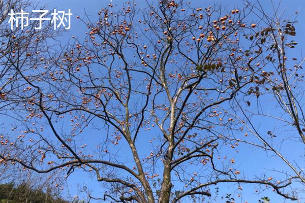 柿枣类果树介绍，前者属于柿科柿属、后者属于鼠李科枣属