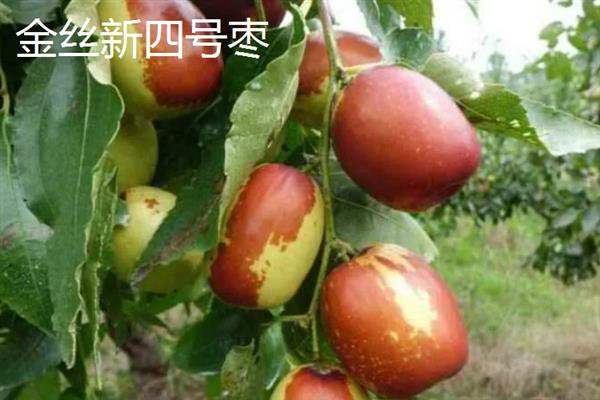 柿枣类果树介绍，前者属于柿科柿属、后者属于鼠李科枣属