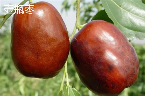 柿枣类果树介绍，前者属于柿科柿属、后者属于鼠李科枣属