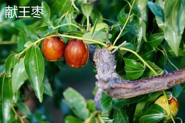 柿枣类果树介绍，前者属于柿科柿属、后者属于鼠李科枣属
