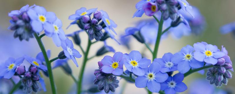代表友谊的植物有哪些，有百日菊、百合花等