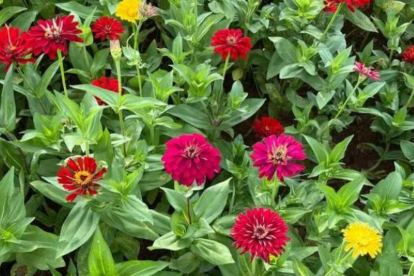 代表友谊的植物有哪些，有百日菊、百合花等