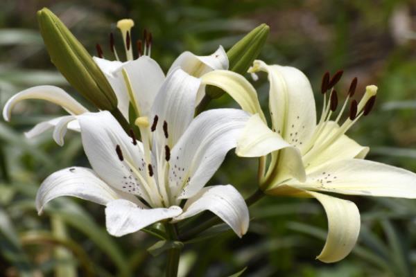 代表友谊的植物有哪些，有百日菊、百合花等