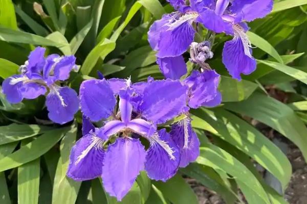代表友谊的植物有哪些，有百日菊、百合花等