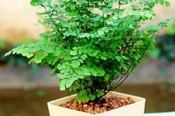 代表友谊的植物有哪些，有百日菊、百合花等