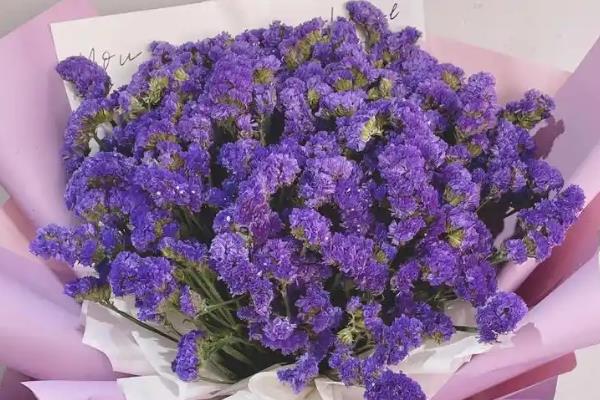 代表友谊的植物有哪些，有百日菊、百合花等