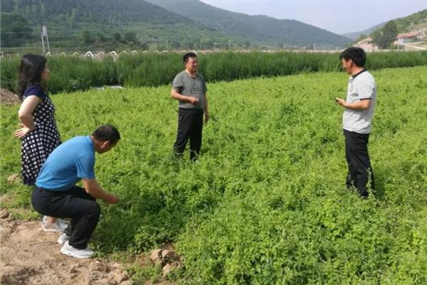 党参的栽培管理方法，通常在春季和秋季进行播种