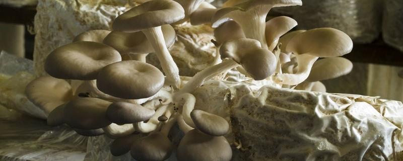 凤尾菇的产地，主要分布在陕西、福建、浙江等地