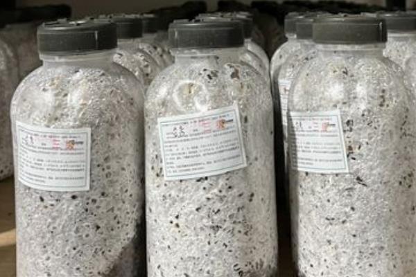 凤尾菇的产地，主要分布在陕西、福建、浙江等地