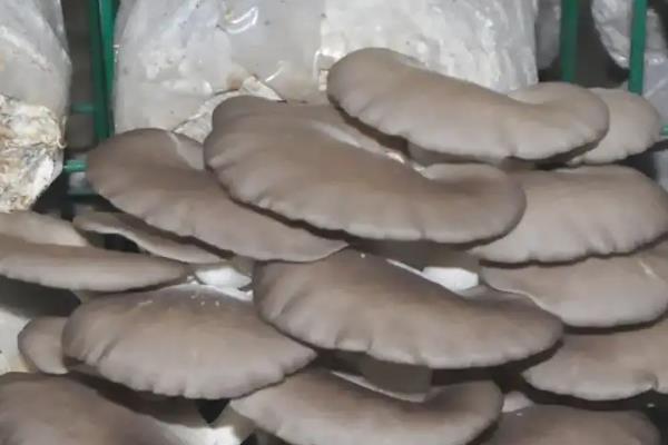 凤尾菇的产地，主要分布在陕西、福建、浙江等地