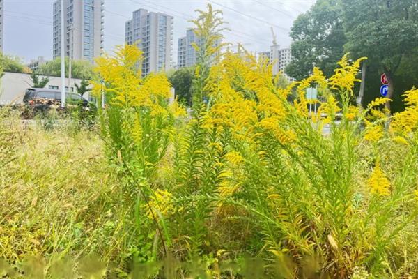 恶魔一枝花简介，是加拿大一枝黄花