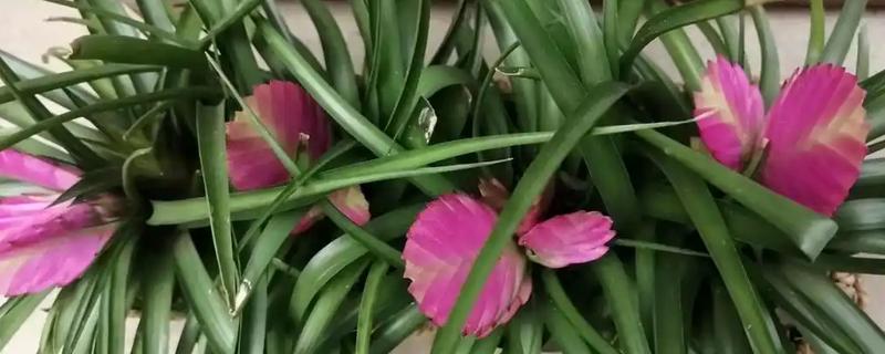 怎么才能让紫花凤梨开花，做好分株、光照、施肥等养护措施