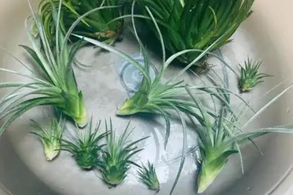 怎么才能让紫花凤梨开花，做好分株、光照、施肥等养护措施