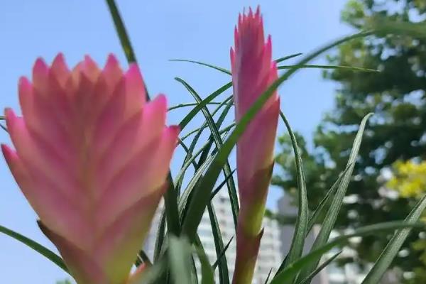 怎么才能让紫花凤梨开花，做好分株、光照、施肥等养护措施