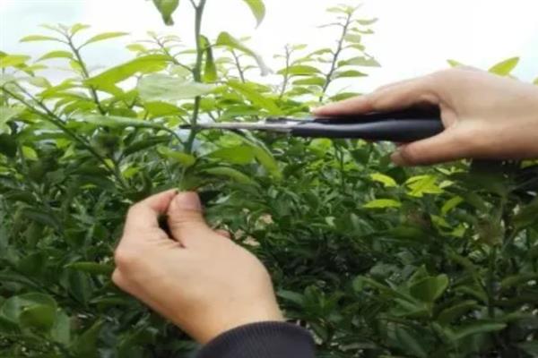 挂果沙糖桔怎么促花,可以通过以果换梢的方式