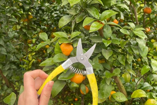 挂果沙糖桔怎么促花,可以通过以果换梢的方式