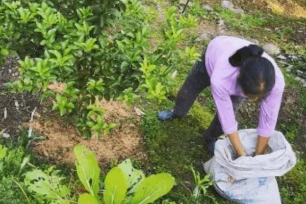 挂果沙糖桔怎么促花,可以通过以果换梢的方式