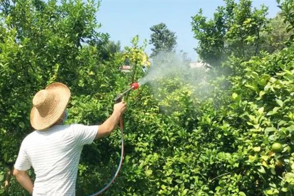 挂果沙糖桔怎么促花,可以通过以果换梢的方式