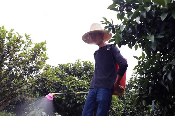 挂果沙糖桔怎么促花,可以通过以果换梢的方式