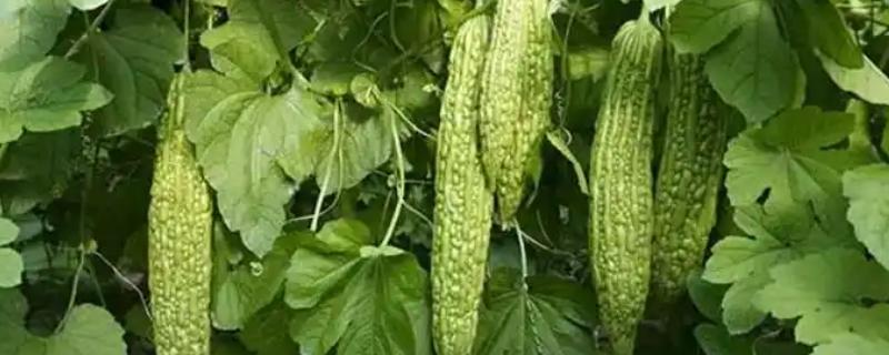 苦瓜不能施什么肥料,不宜施加氯化肥