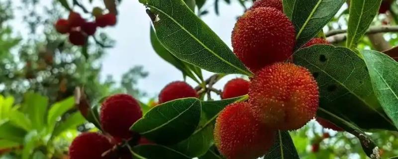 黑杨梅好还是红杨梅好，熟透的杨梅会变黑且味道更甜